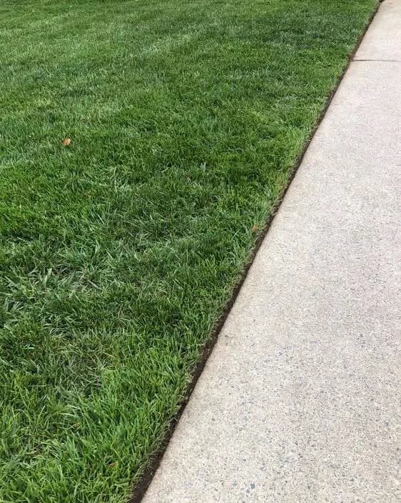 Thick green lawn with a crisp edge along a concrete walkway by D&R Services in South Jersey