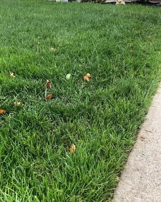 Healthy green lawn beside a walkway maintained by D&R Services in South Jersey